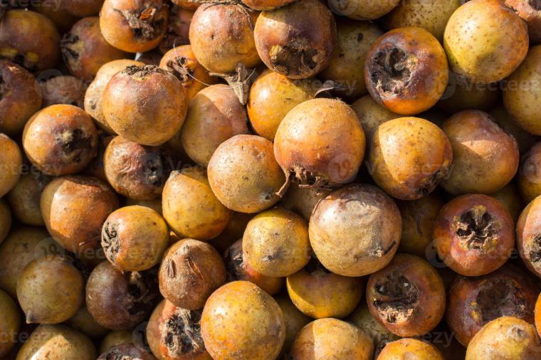 Muşmula İshal Yapar mı?